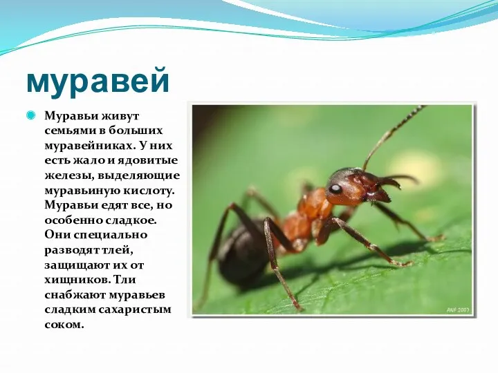 муравей Муравьи живут семьями в больших муравейниках. У них есть