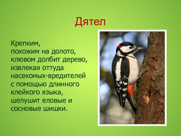 Дятел Крепким, похожим на долото, клювом долбит дерево, извлекая оттуда