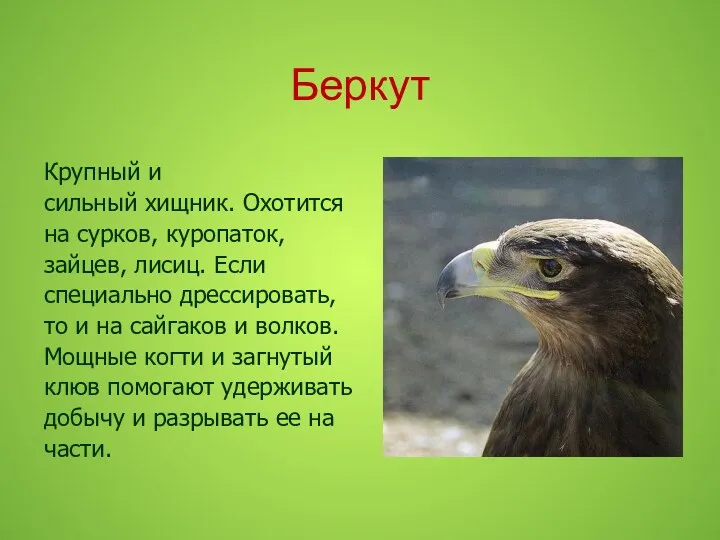 Беркут Крупный и сильный хищник. Охотится на сурков, куропаток, зайцев,