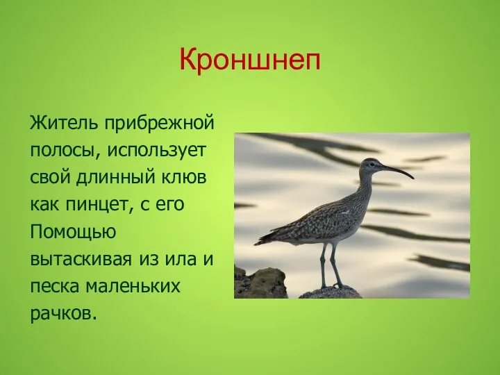 Кроншнеп Житель прибрежной полосы, использует свой длинный клюв как пинцет,