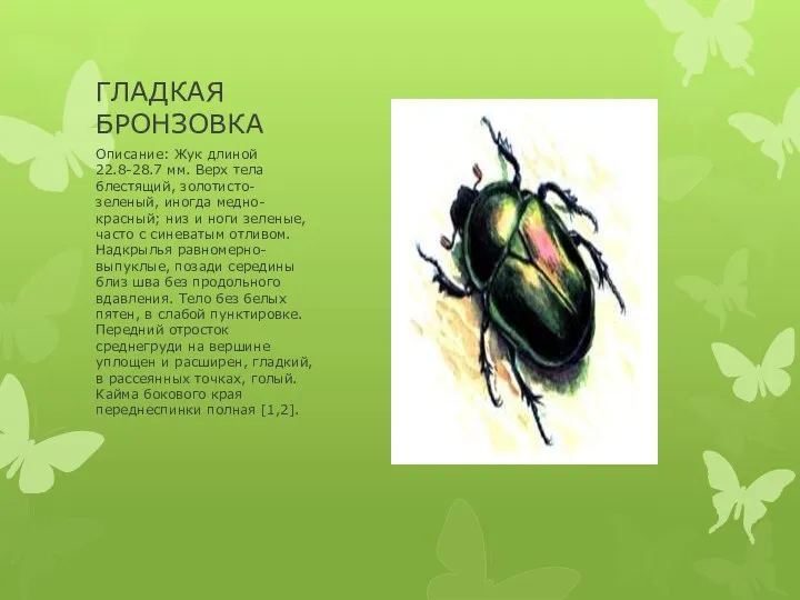 ГЛАДКАЯ БРОНЗОВКА Описание: Жук длиной 22.8-28.7 мм. Верх тела блестящий,