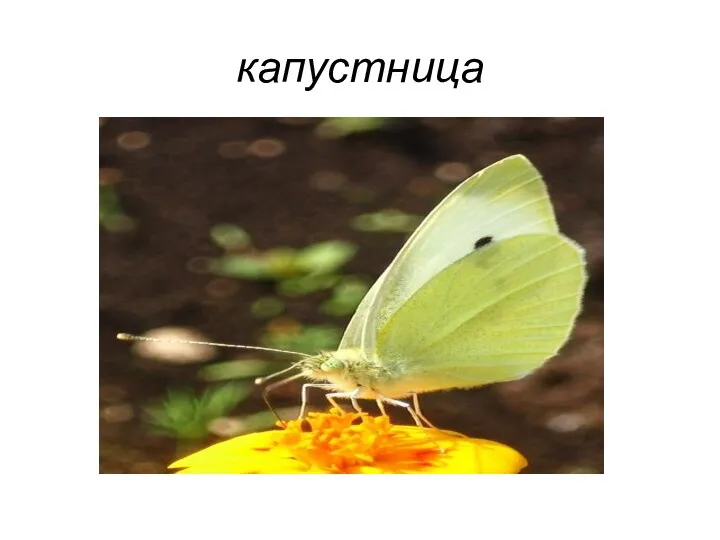 капустница