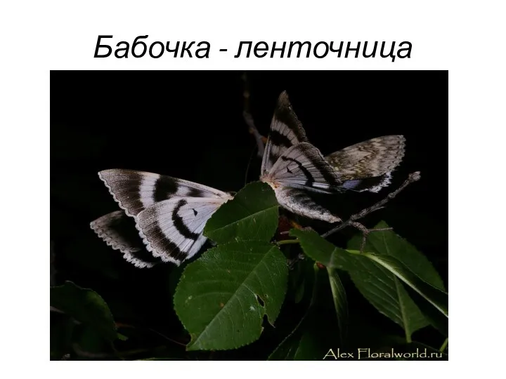 Бабочка - ленточница