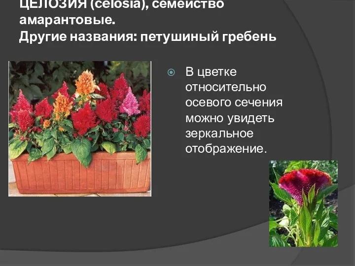 ЦЕЛОЗИЯ (celosia), семейство амарантовые. Другие названия: петушиный гребень В цветке относительно осевого сечения