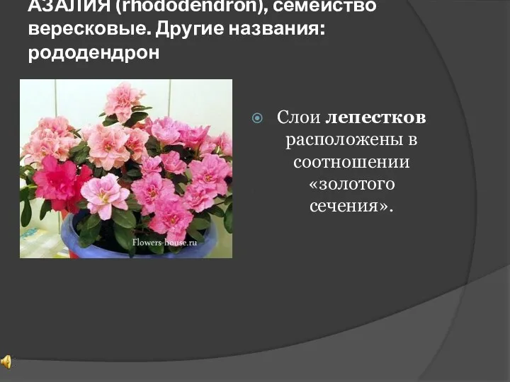 АЗАЛИЯ (rhododendron), семейство вересковые. Другие названия: рододендрон Слои лепестков расположены в соотношении «золотого сечения».