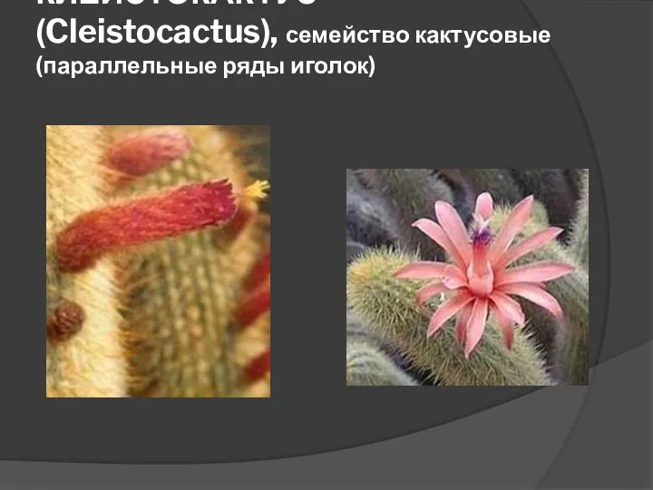 КЛЕЙСТОКАКТУС (Cleistocactus), семейство кактусовые (параллельные ряды иголок)