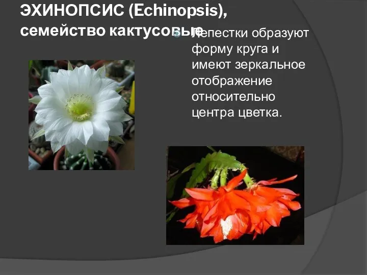 ЭХИНОПСИС (Echinopsis), семейство кактусовые Лепестки образуют форму круга и имеют зеркальное отображение относительно центра цветка.