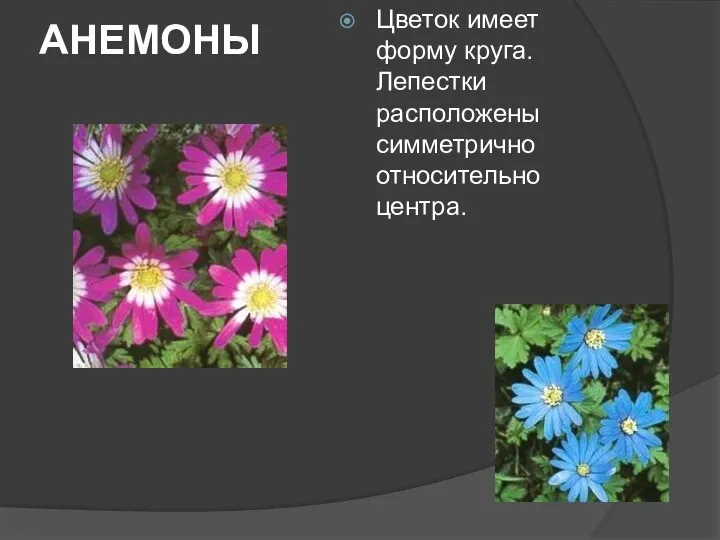 АНЕМОНЫ Цветок имеет форму круга. Лепестки расположены симметрично относительно центра.