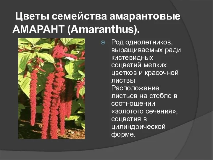 Цветы семейства амарантовые АМАРАНТ (Amaranthus). Род однолетников, выращиваемых ради кистевидных соцветий мелких цветков