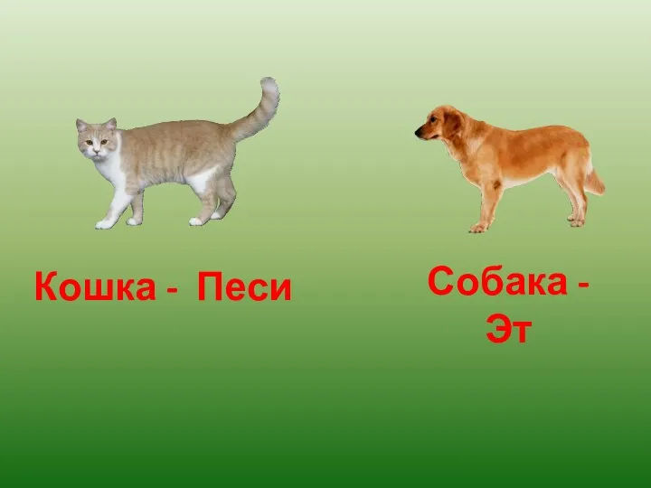 Кошка - Песи Собака - Эт