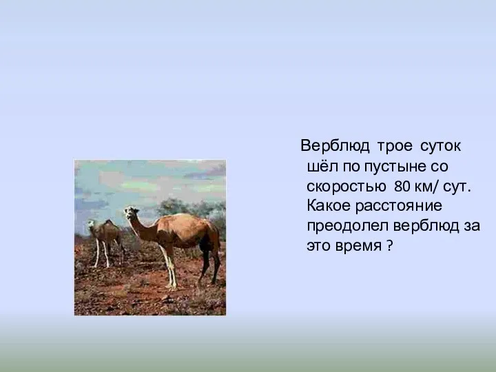 Верблюд трое суток шёл по пустыне со скоростью 80 км/