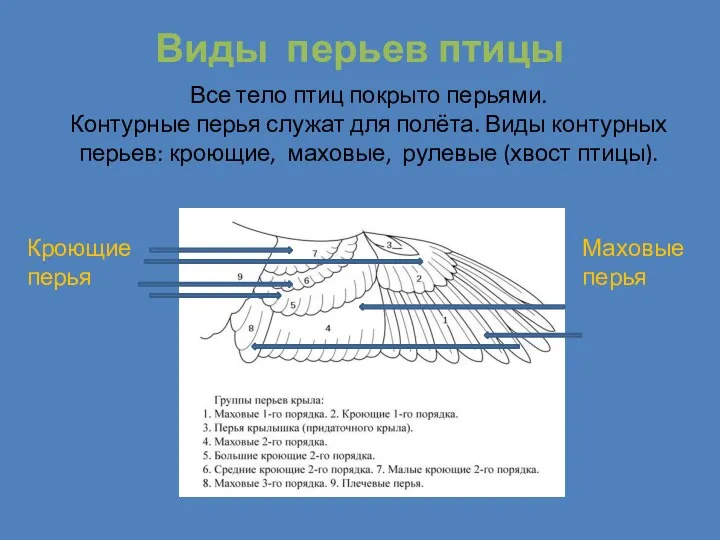 Виды перьев птицы Все тело птиц покрыто перьями. Контурные перья