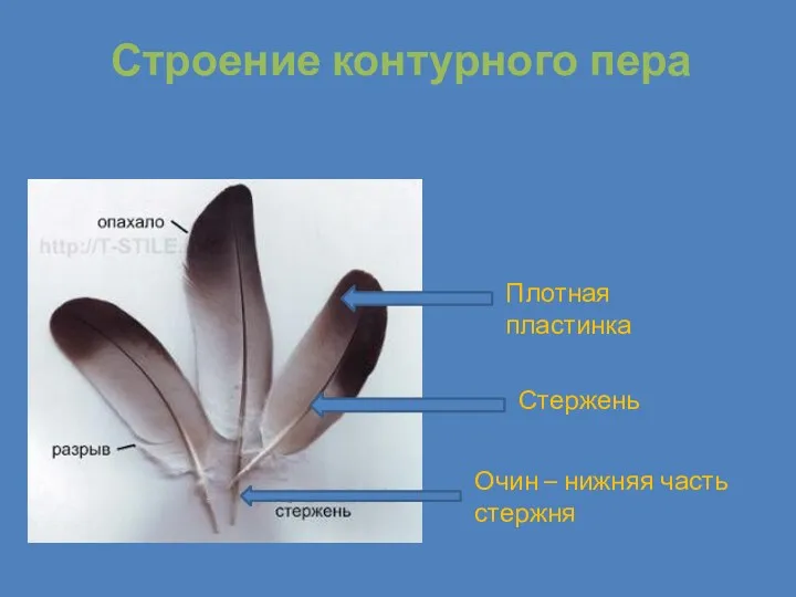 Строение контурного пера Плотная пластинка Стержень Очин – нижняя часть стержня