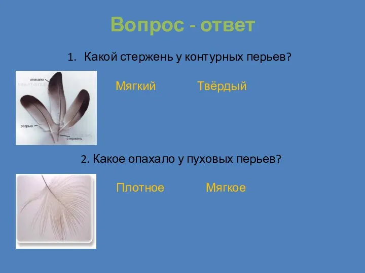 Вопрос - ответ Какой стержень у контурных перьев? Мягкий Твёрдый