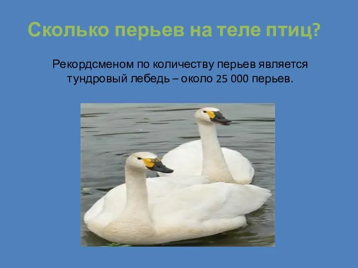 Сколько перьев на теле птиц? Рекордсменом по количеству перьев является