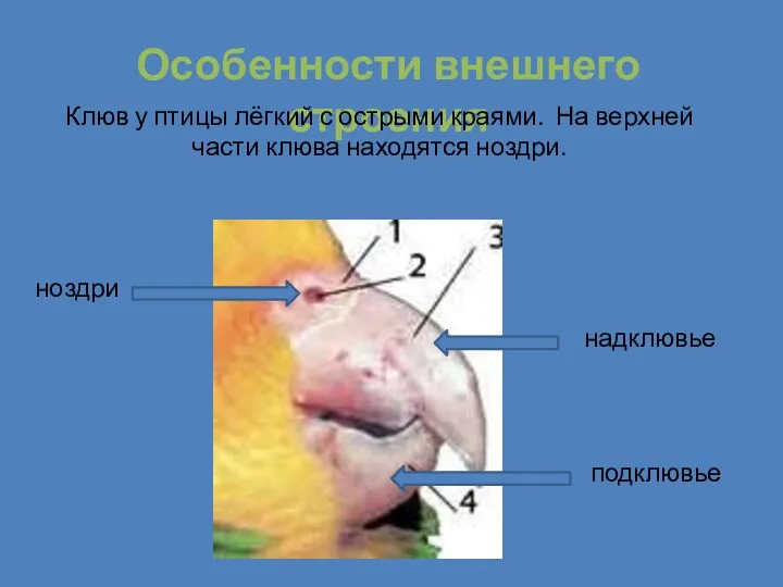 Особенности внешнего строения Клюв у птицы лёгкий с острыми краями.