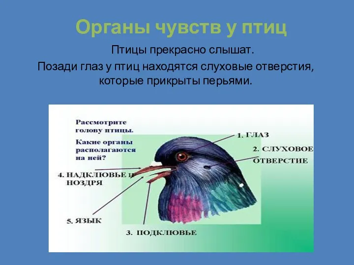 Органы чувств у птиц Птицы прекрасно слышат. Позади глаз у