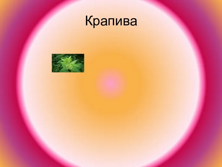 Крапива