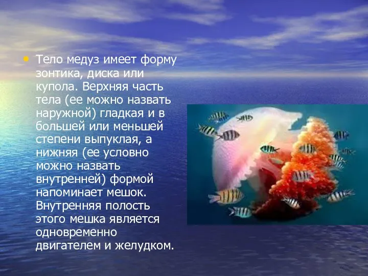 Тело медуз имеет форму зонтика, диска или купола. Верхняя часть тела (ее можно