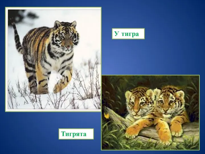 У тигра Тигрята