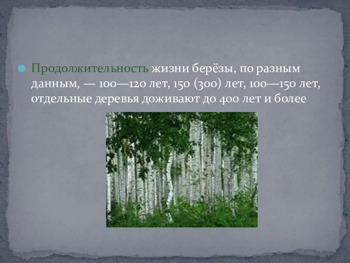 Продолжительность жизни берёзы, по разным данным, — 100—120 лет, 150