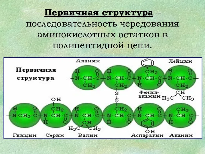 Первичная структура – последовательность чередования аминокислотных остатков в полипептидной цепи.