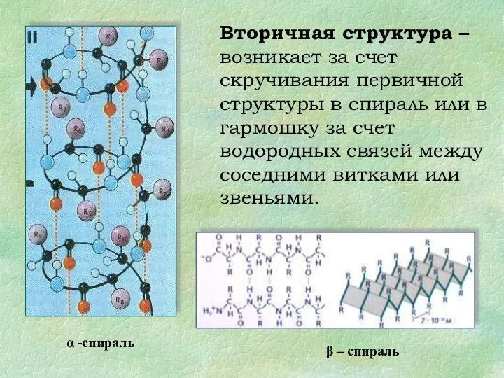 Вторичная структура – возникает за счет скручивания первичной структуры в