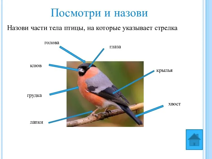 Посмотри и назови Назови части тела птицы, на которые указывает