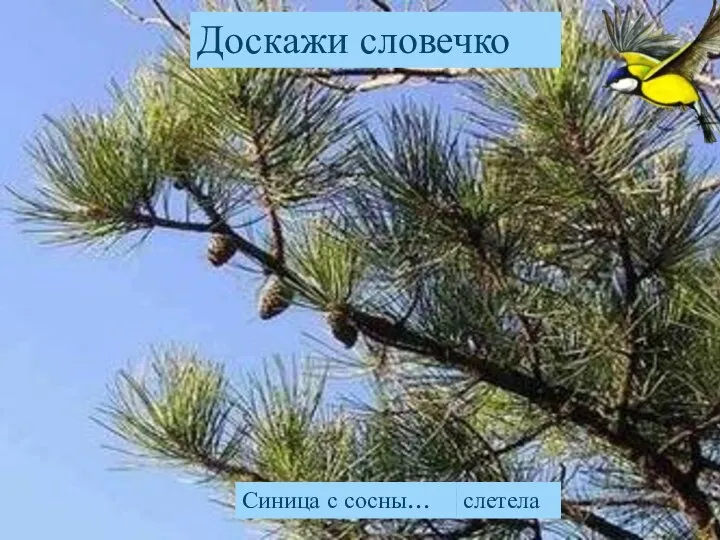 Доскажи словечко Синица с сосны… слетела