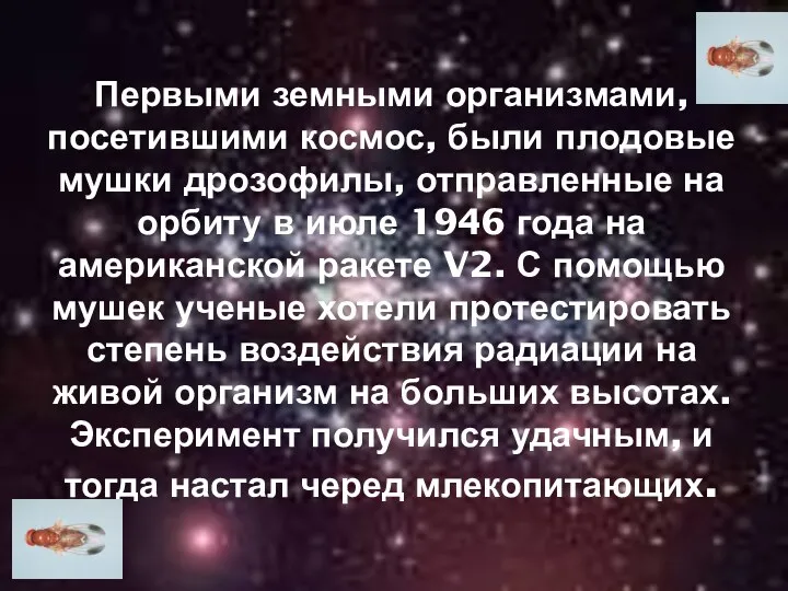 Первыми земными организмами, посетившими космос, были плодовые мушки дрозофилы, отправленные на орбиту в