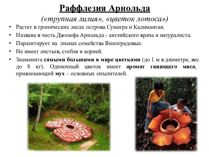 Раффлезия Арнольда («трупная лилия», «цветок лотоса») Растет в тропических лесах