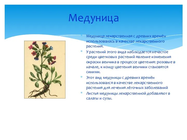 Медуница Медуница лекарственная с древних времён использовалась в качестве лекарственного