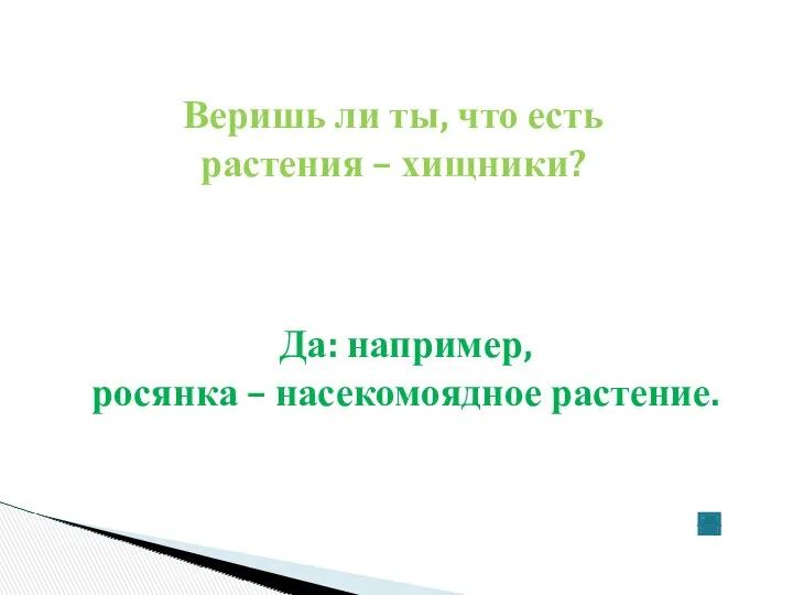 Веришь ли ты, что есть растения – хищники? Да: например, росянка – насекомоядное растение.