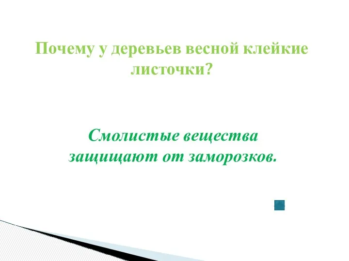 Почему у деревьев весной клейкие листочки? Смолистые вещества защищают от заморозков.