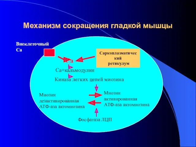 Механизм сокращения гладкой мышцы Внеклеточный Са Саркоплазматический ретикулум Са Са+кальмодулин