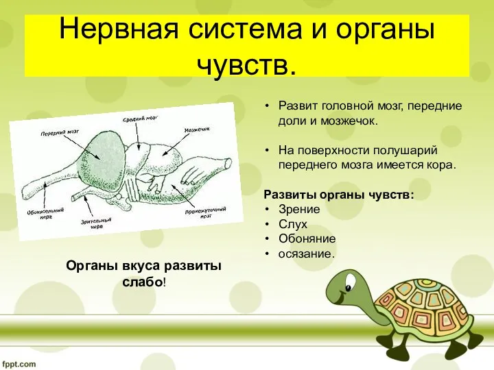 Нервная система и органы чувств. Развит головной мозг, передние доли