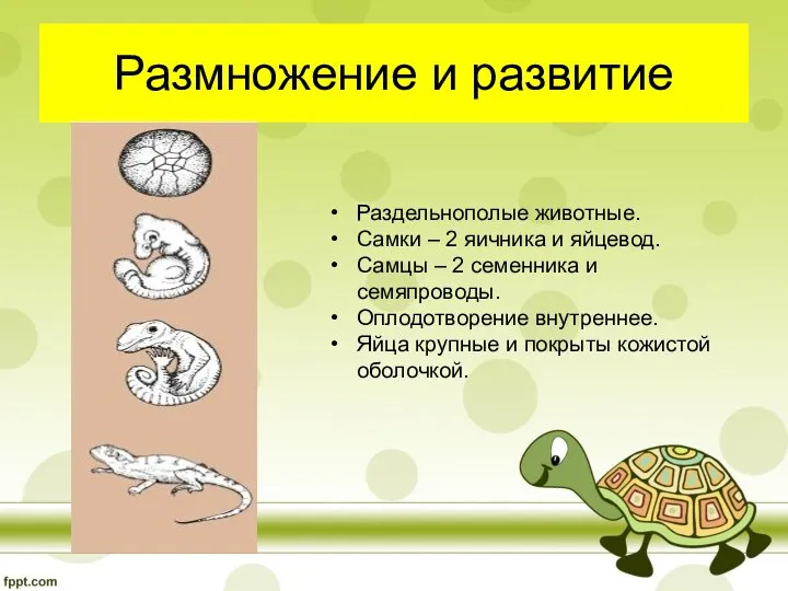 Размножение и развитие Раздельнополые животные. Самки – 2 яичника и