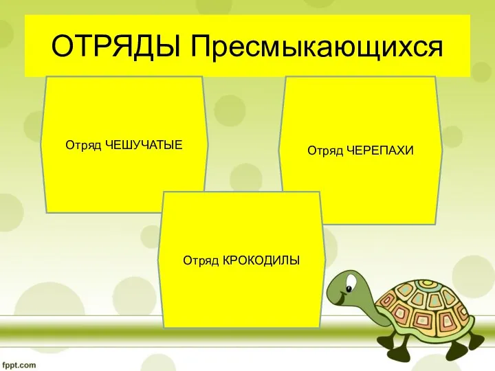 ОТРЯДЫ Пресмыкающихся Отряд ЧЕШУЧАТЫЕ Отряд ЧЕРЕПАХИ Отряд КРОКОДИЛЫ