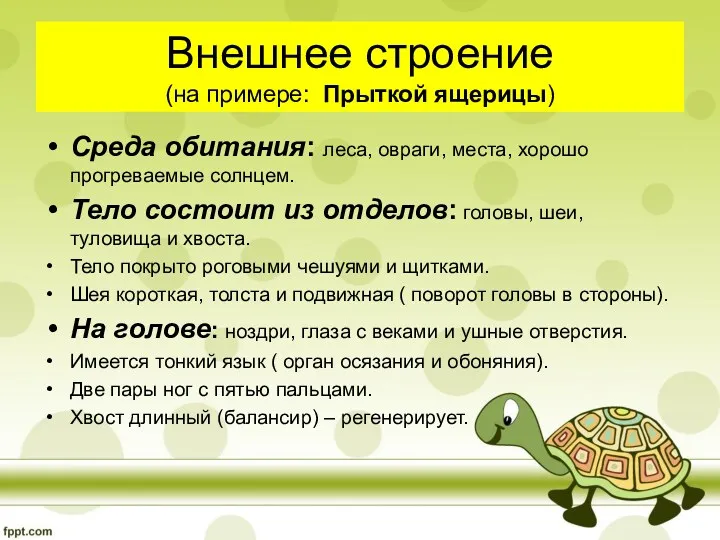 Внешнее строение (на примере: Прыткой ящерицы) Среда обитания: леса, овраги,