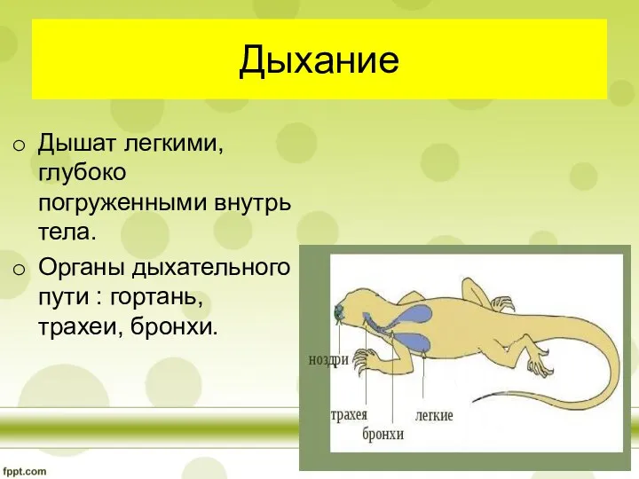 Дыхание Дышат легкими, глубоко погруженными внутрь тела. Органы дыхательного пути : гортань, трахеи, бронхи.