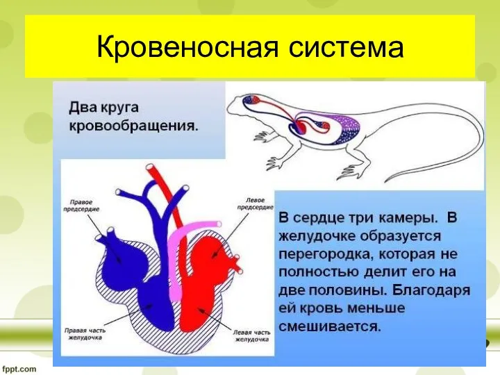 Кровеносная система