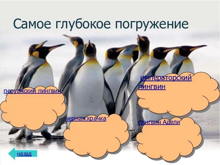 Самое глубокое погружение назад черная крачка императорский пингвин пингвин Адели перуанский пингвин