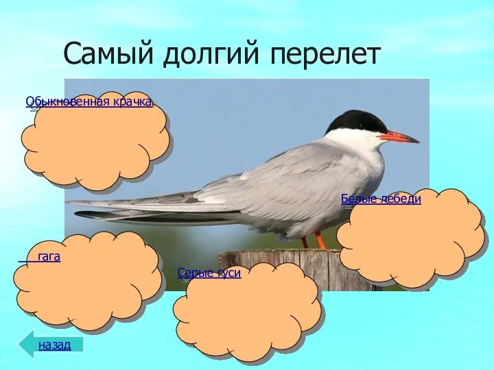 Самый долгий перелет Серые гуси гага Белые лебеди Обыкновенная крачка назад