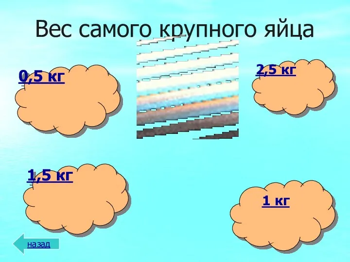 Вес самого крупного яйца назад 1 кг 1,5 кг 2,5 кг 0,5 кг