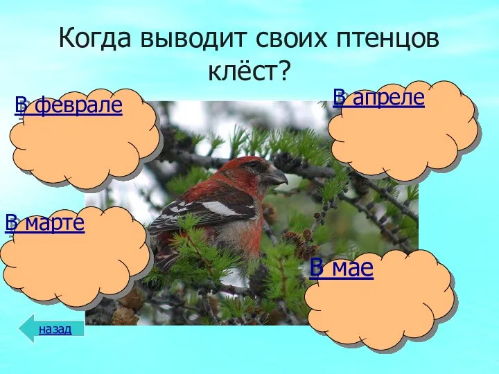 Когда выводит своих птенцов клёст? назад В мае В марте В апреле В феврале