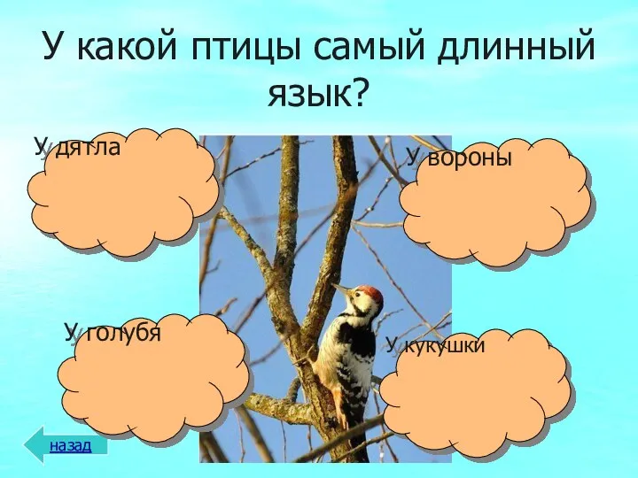 У какой птицы самый длинный язык? назад У кукушки У голубя У вороны У дятла