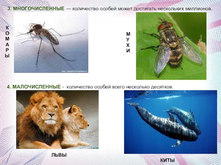 3. МНОГОЧИСЛЕННЫЕ — количество особей может достигать нескольких миллионов. 4.