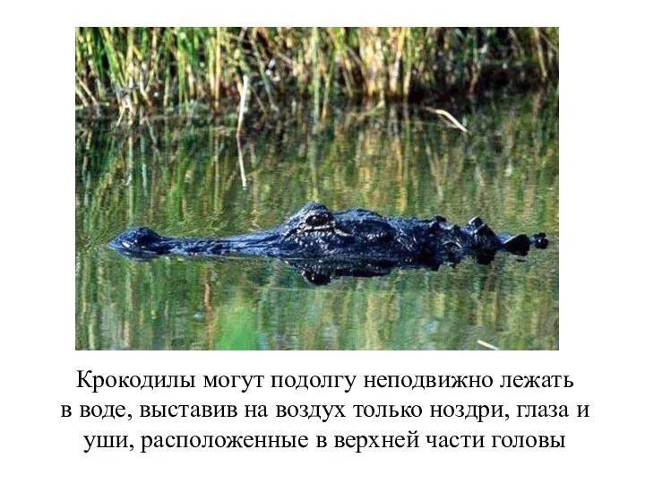 Крокодилы могут подолгу неподвижно лежать в воде, выставив на воздух