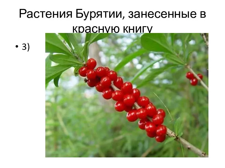 Растения Бурятии, занесенные в красную книгу 3)