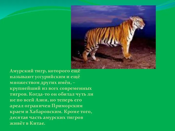 Амурский тигр, которого ещё называют уссурийским и ещё множеством других